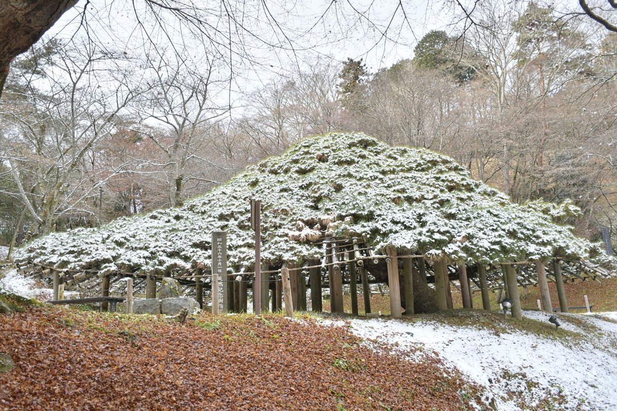 kyobokist's tweet photo. 霞ヶ城の傘マツ
□福島県二本松市城郭
□幹周3.9m
□市指定天然記念物
霞ヶ城こと二本松城に立つ立派な傘形のアカマツ。
二本松城の規模感を知らず、城に着けばすぐ見つかるだろうと思っていたが、天守台まで登ってはみたものの場所が分からず、結局スマホで調べる羽目になった。 https://t.co/k5T4YFBxs2