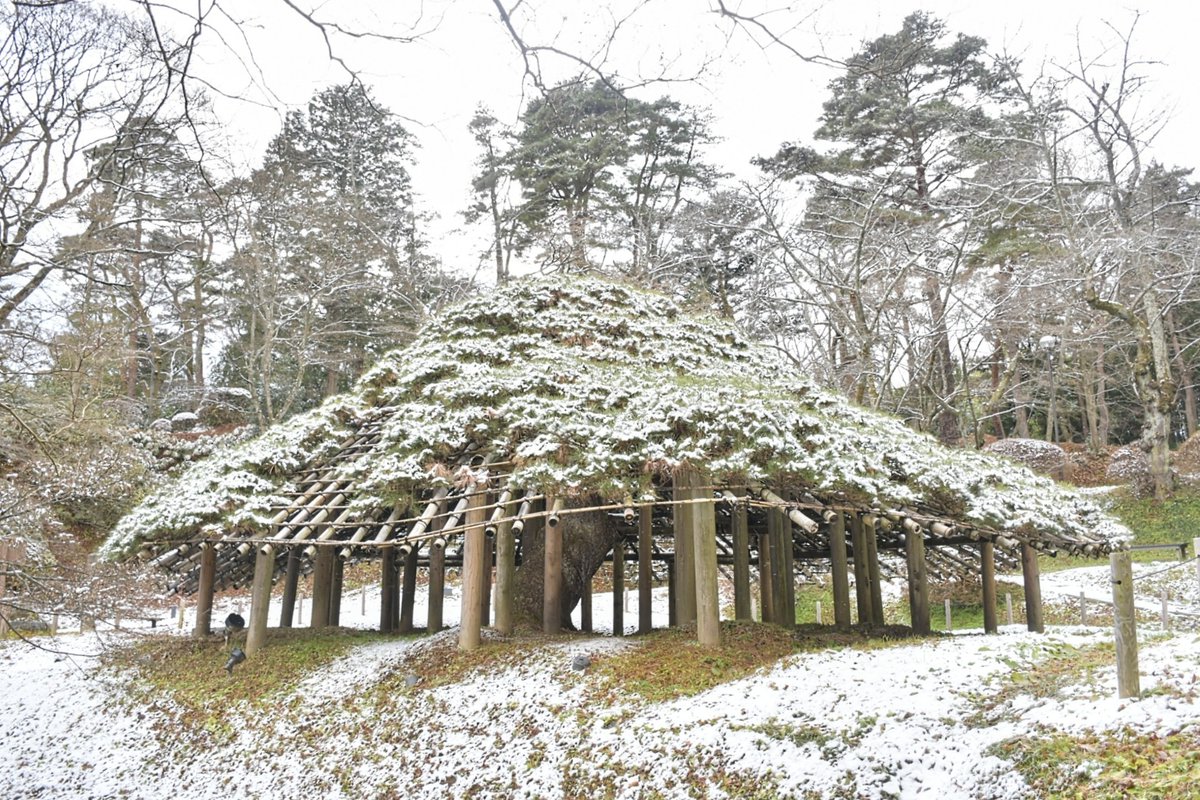 kyobokist's tweet photo. 霞ヶ城の傘マツ
□福島県二本松市城郭
□幹周3.9m
□市指定天然記念物
霞ヶ城こと二本松城に立つ立派な傘形のアカマツ。
二本松城の規模感を知らず、城に着けばすぐ見つかるだろうと思っていたが、天守台まで登ってはみたものの場所が分からず、結局スマホで調べる羽目になった。 https://t.co/k5T4YFBxs2