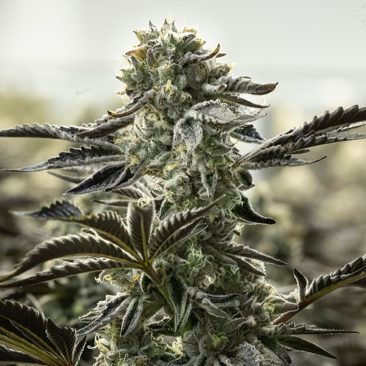 Tilray Brands tweet media