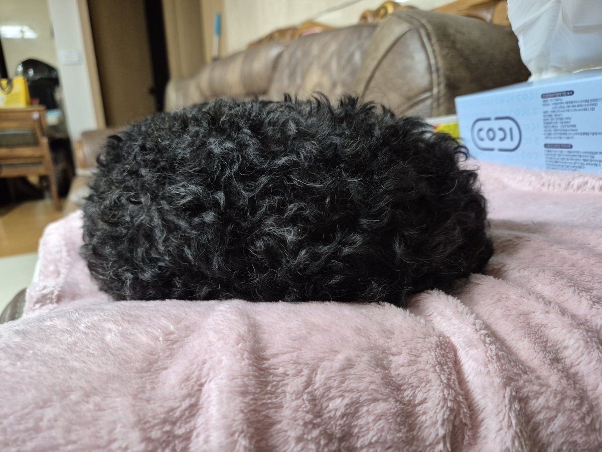 동글동글 강아지말기 대회 대상을 드리겠습니다