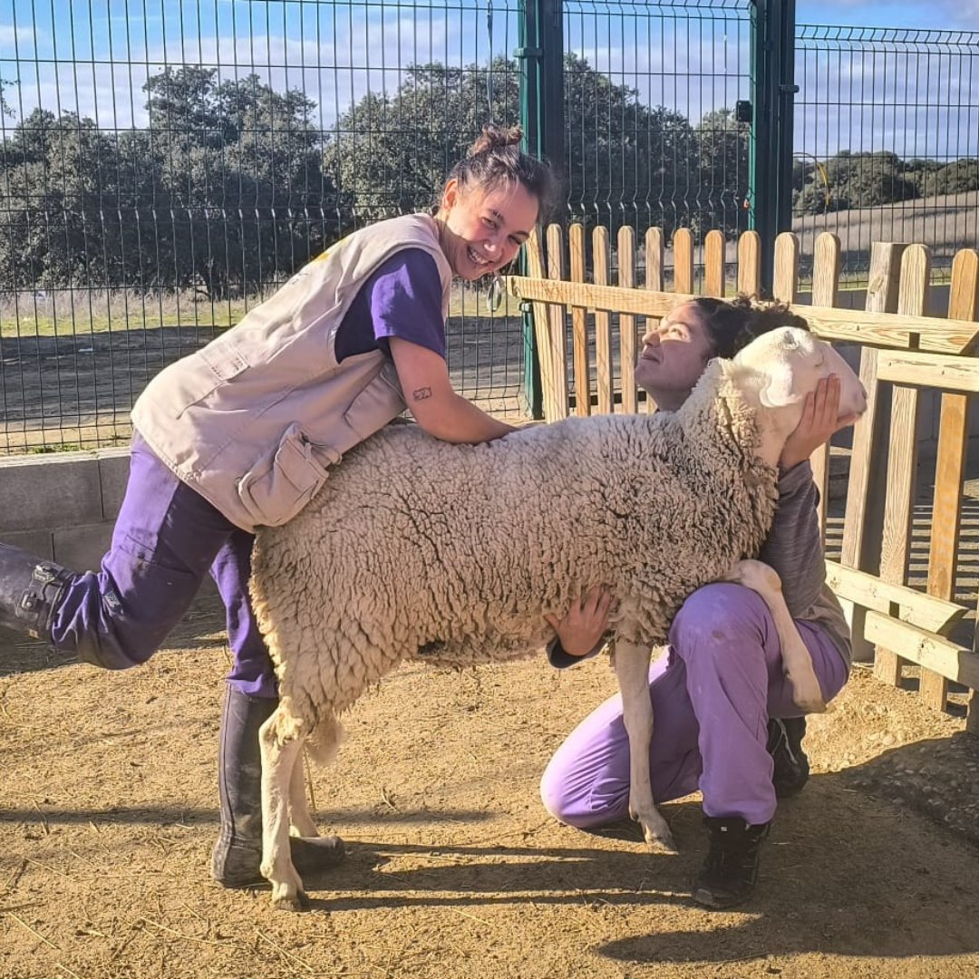 El pasado viernes fue día de vacunación y protocolo sanitario para el rebaño del santuario 🩺🤎 

Gracias siempre a nuestras súper vetes Coro y Gema por regalarnos tantas sonrisas y cuidar tan bien de nuestros pequeños 💙

#santuariosalvandopeludos #santuariodeanimales