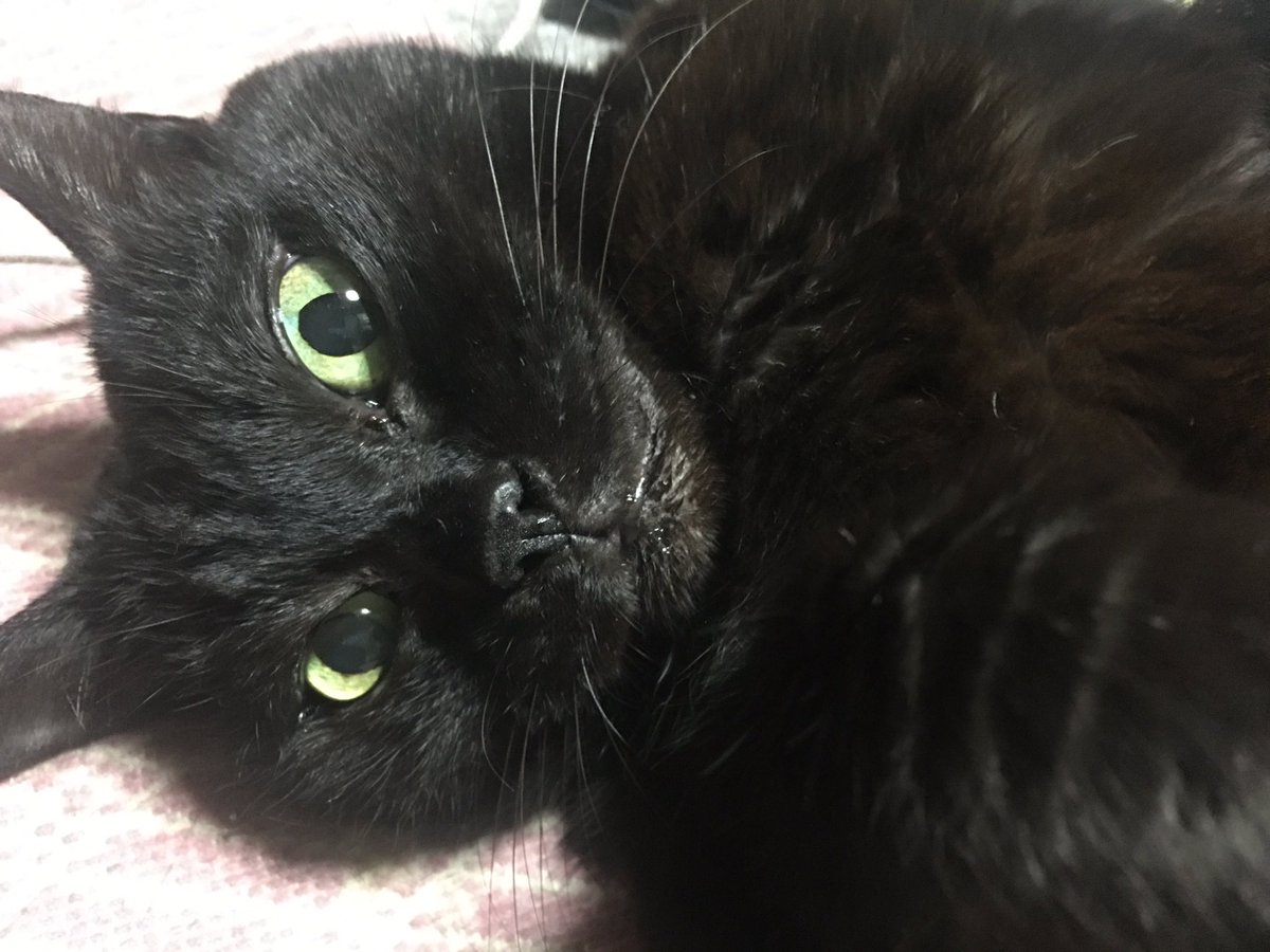 marusunk's tweet photo. Hello Roku https://t.co/9WyiRIxKLr