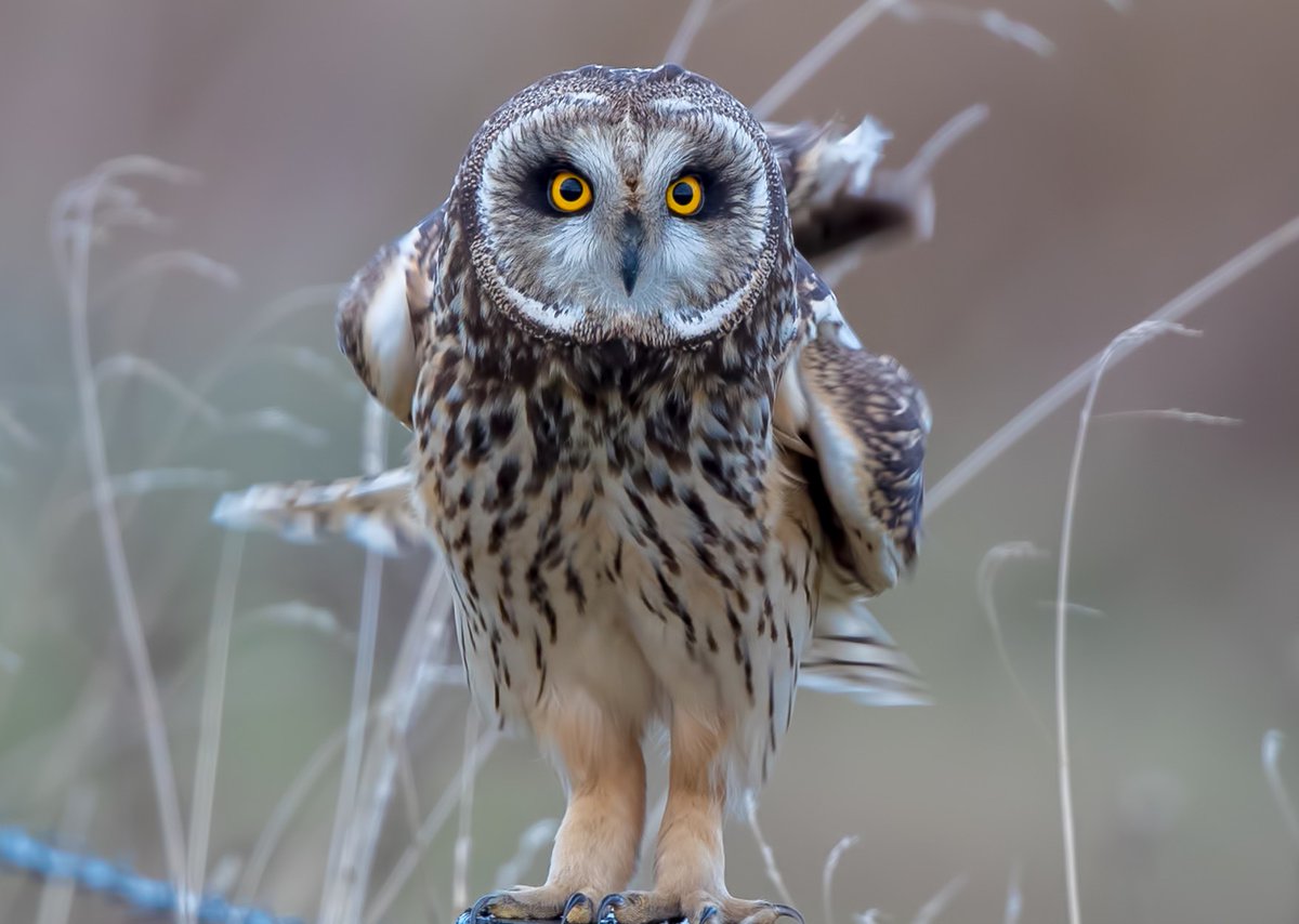 The UK National Wildlife Crime Unit are running #operationowl to help stop bird of prey persecution. It is against the law to intentionally kill, injure, or take wild birds.
You can help. If you see a dead bird, poisoned bait or a pole trap, note the location, take a photo...