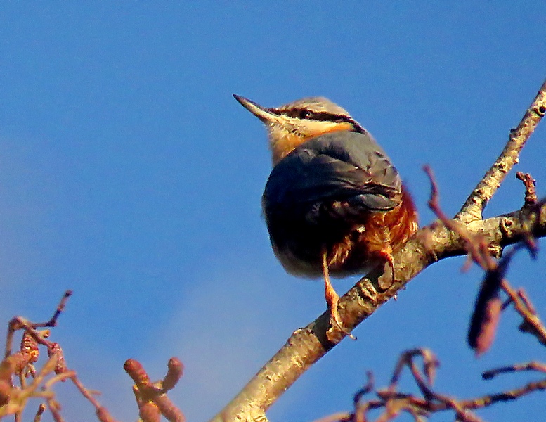 ian ballam tweet media