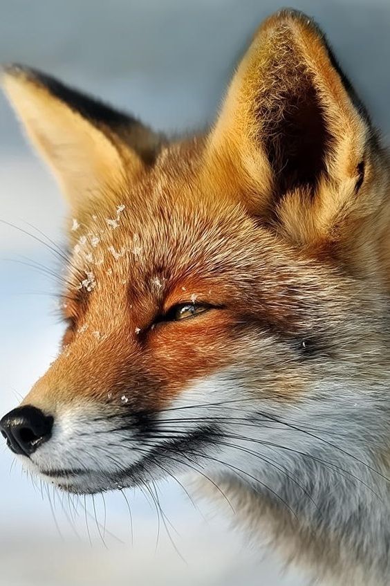 AnneLouiseAvery's tweet photo. It was a bright and frosty Plough Monday and the air was sweet with birdsong. The farmers, old and bark-worn, young and bright-eyed, from every farm and gainery around the village and the hamlet had paid their visits to the cottage. They bade Old Fox a solemn good morning & winked at Wolf, and left pouches of coins, cleaned in vinegar and polished to a dull shine, and generous withy baskets of green winter cheese and floury loaves and fruit cakes and marmalade and cider, so that Old Fox might open up the church that morning & keep the thin gold plough-lights burning to bless their ploughs and their horses and the furrows and the ridges of the long year ahead.