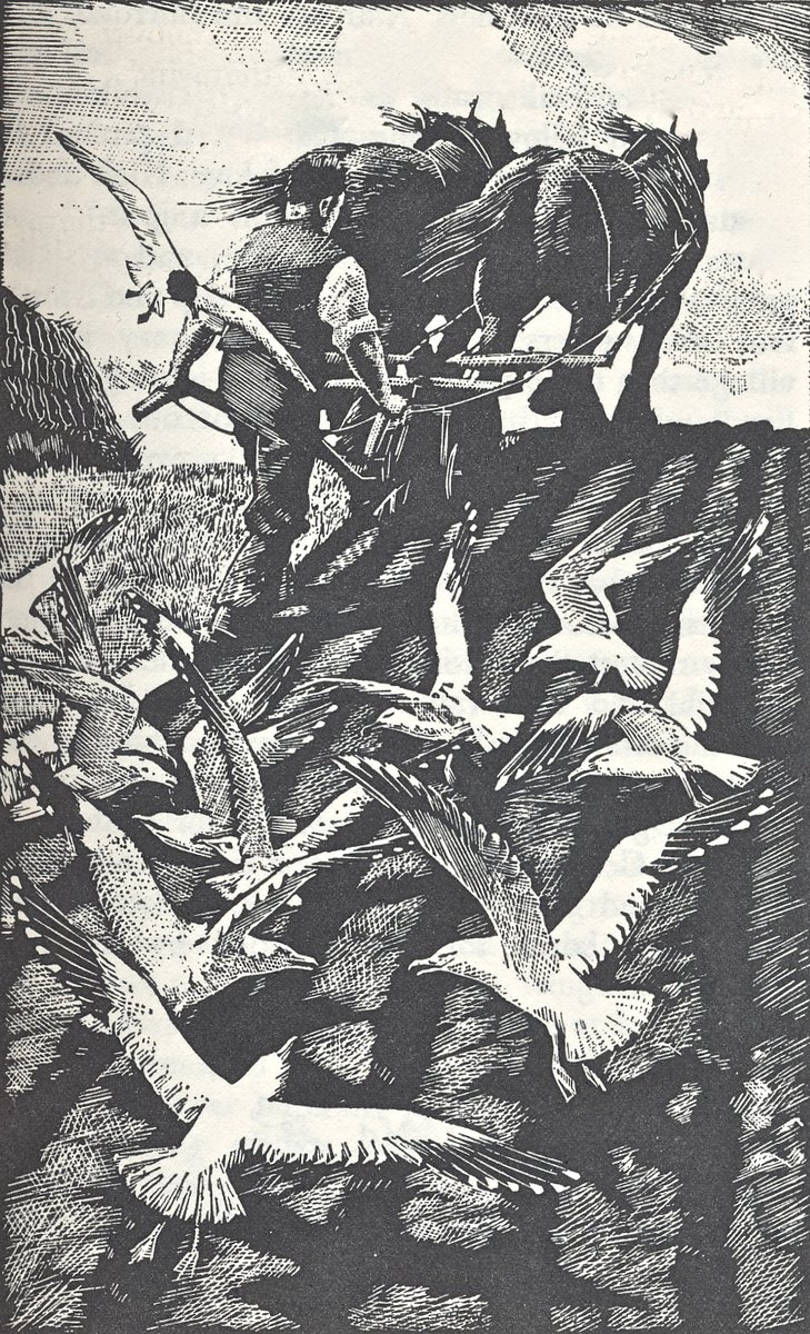AnneLouiseAvery's tweet photo. It was a bright and frosty Plough Monday and the air was sweet with birdsong. The farmers, old and bark-worn, young and bright-eyed, from every farm and gainery around the village and the hamlet had paid their visits to the cottage. They bade Old Fox a solemn good morning & winked at Wolf, and left pouches of coins, cleaned in vinegar and polished to a dull shine, and generous withy baskets of green winter cheese and floury loaves and fruit cakes and marmalade and cider, so that Old Fox might open up the church that morning & keep the thin gold plough-lights burning to bless their ploughs and their horses and the furrows and the ridges of the long year ahead.