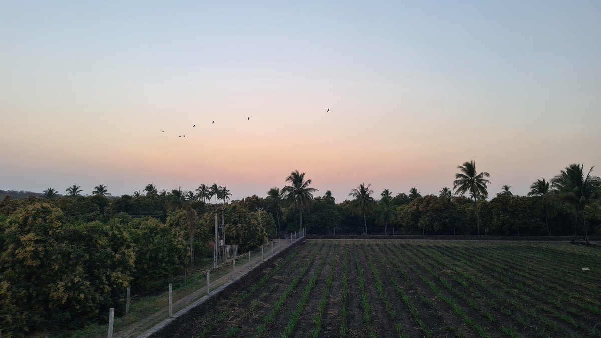 Chiragkapuriya's tweet image. સાંજ #Gir #MangoFarm