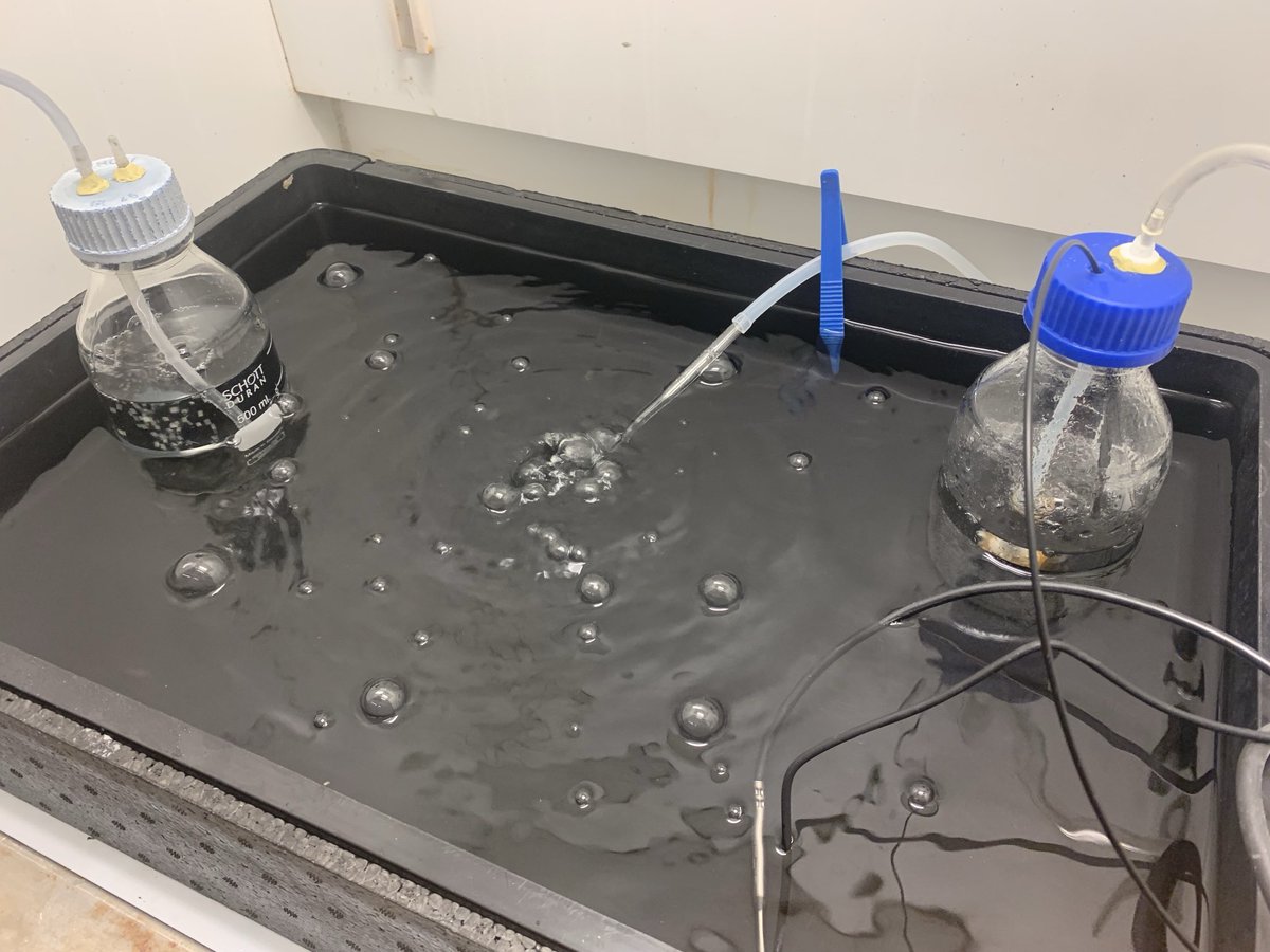 Matthew W. Gray π π¬ (@mattwgray) on Twitter photo Definitely doing science today: graphsβ
, bubbling falsks β
, Ahmed β
. Definitely doing science today: graphsβ
, bubbling falsks β
, Ahmed β
.