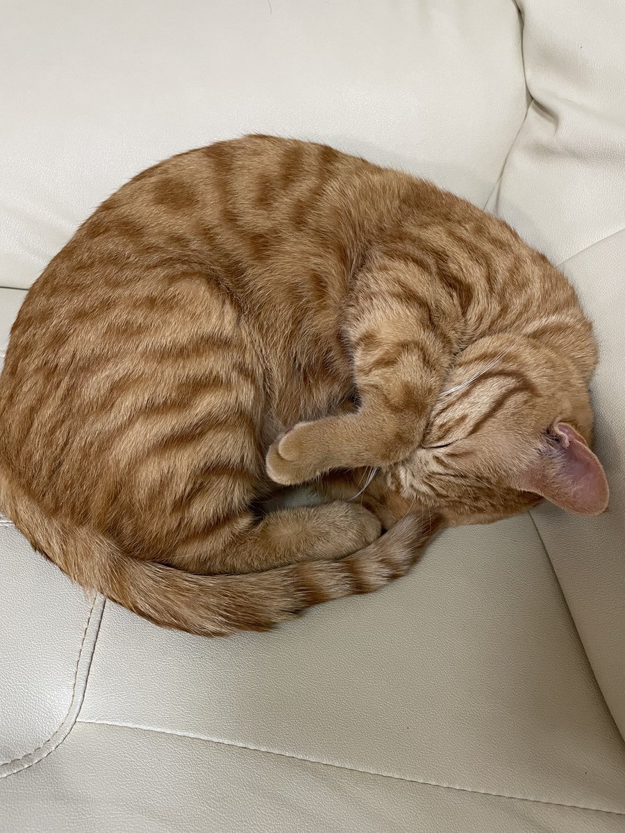 これは先日の丸いねこ