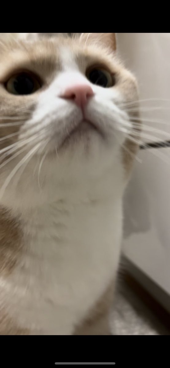ofrithecat's tweet photo. 興味津々おふりさん https://t.co/mxDXIX45Tz