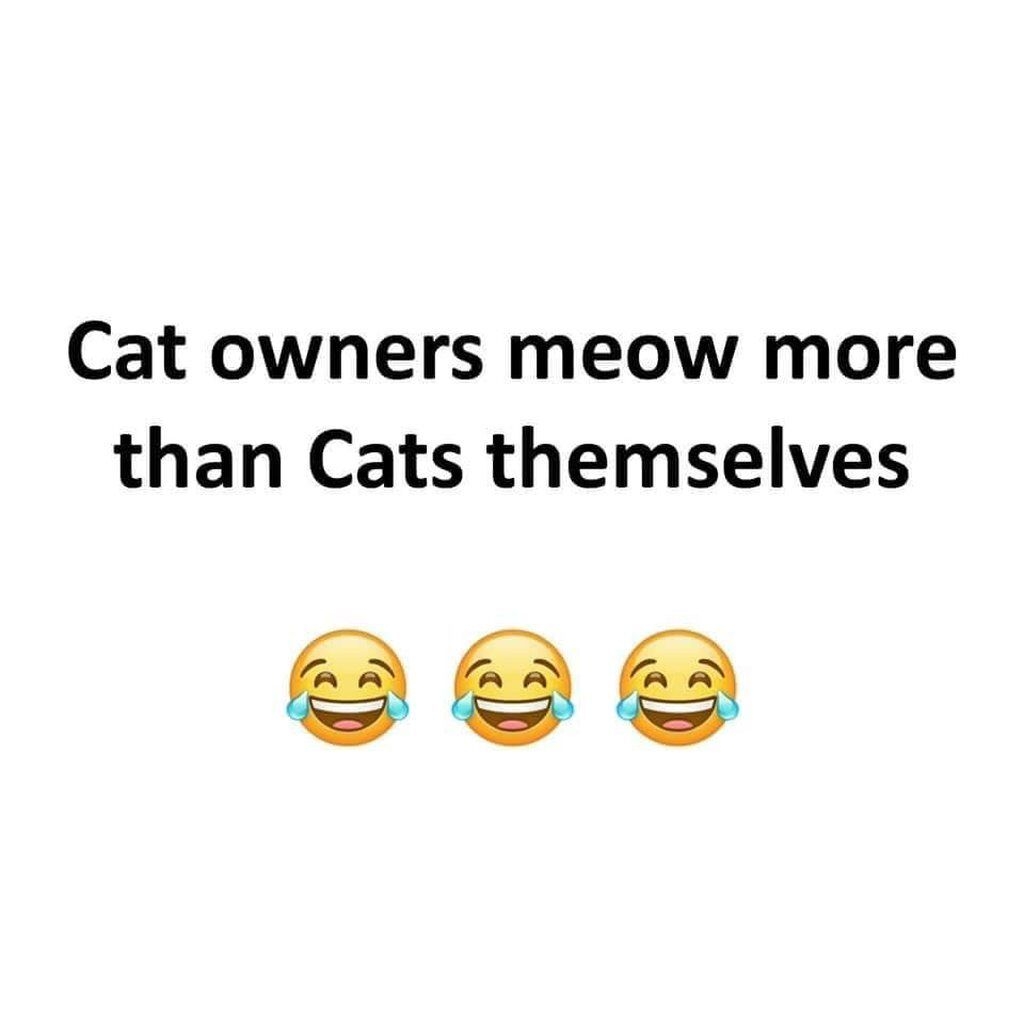 contents that ll heal your depression 🌻 (@catshealdeprsn) on Twitter photo 