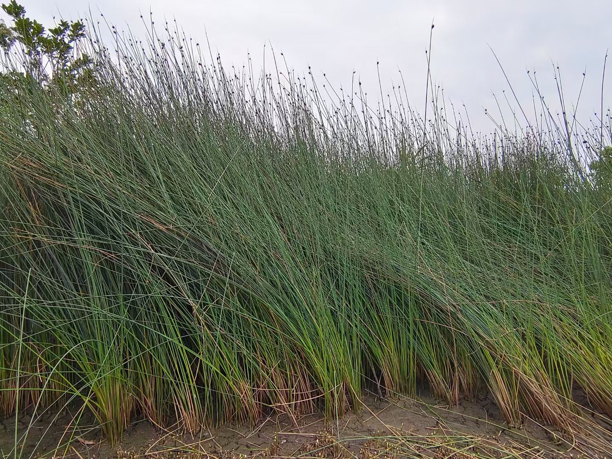 yimin0758's tweet photo. grass https://t.co/t3l4BOA3po