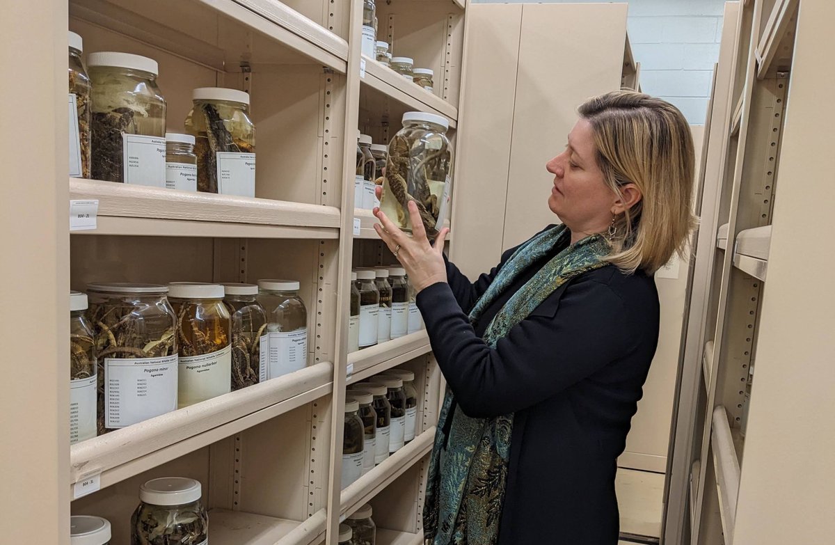 Molecular Ecology (@molecology) on Twitter photo New MER mini review by <a href="/HolleleyClare/">Clare Holleley (@clareholleley.bsky.social)</a> & <a href="/erin_e_hahn/">Dr Erin Hahn (she/her)</a>.
Discover how formalin-preserved museum specimens reveal untapped #genomic and #epigenomic insights, bridging past and present to inform #biodiversity and #conservation.
<a href="/WileyEcolEvol/">Wiley Ecology & Evolution</a> #Museomics
buff.ly/40nq7WX New MER mini review by <a href="/HolleleyClare/">Clare Holleley (@clareholleley.bsky.social)</a> & <a href="/erin_e_hahn/">Dr Erin Hahn (she/her)</a>.
Discover how formalin-preserved museum specimens reveal untapped #genomic and #epigenomic insights, bridging past and present to inform #biodiversity and #conservation.
<a href="/WileyEcolEvol/">Wiley Ecology & Evolution</a> #Museomics
buff.ly/40nq7WX