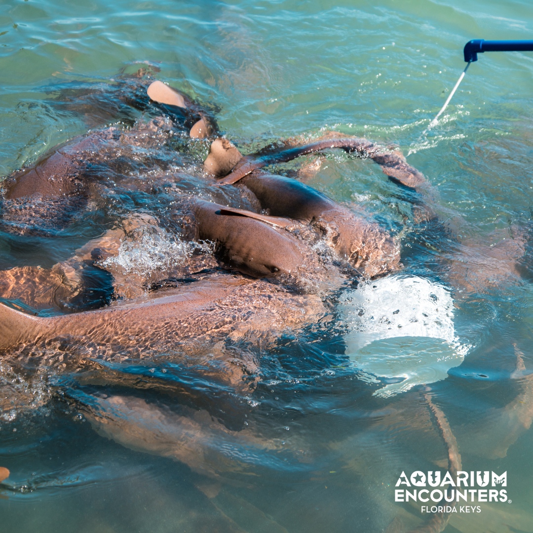 FLKeysAE's tweet image. You never know what you're going to see at Aquarium Encounters.