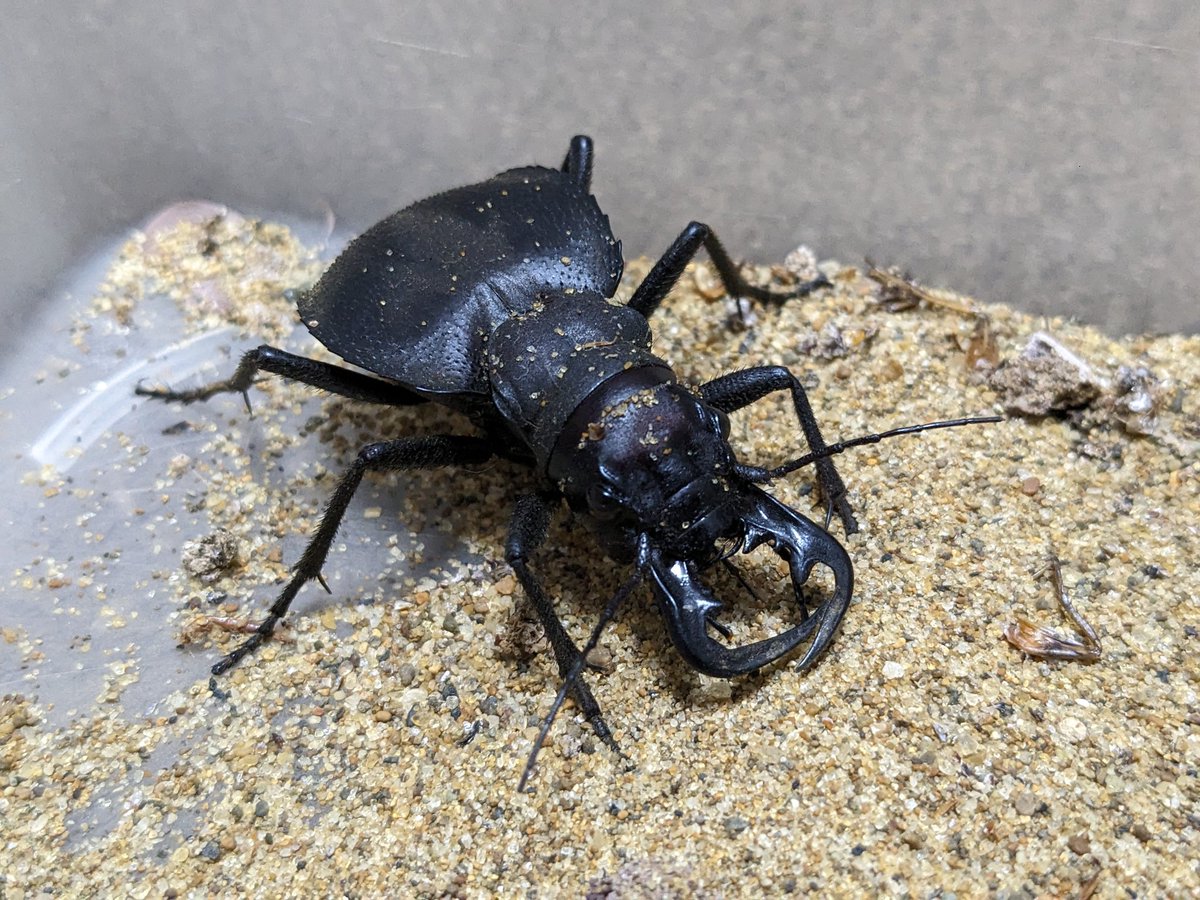 オオエンマハンミョウ manticora tyrannus 10年ぶりのオオエンマです