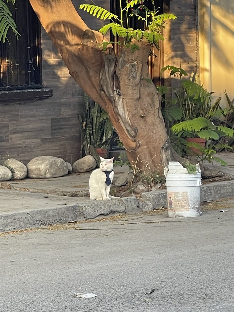 CatWorkers's tweet photo. Had a tough day at the office. https://t.co/Wu1jlMDpfm