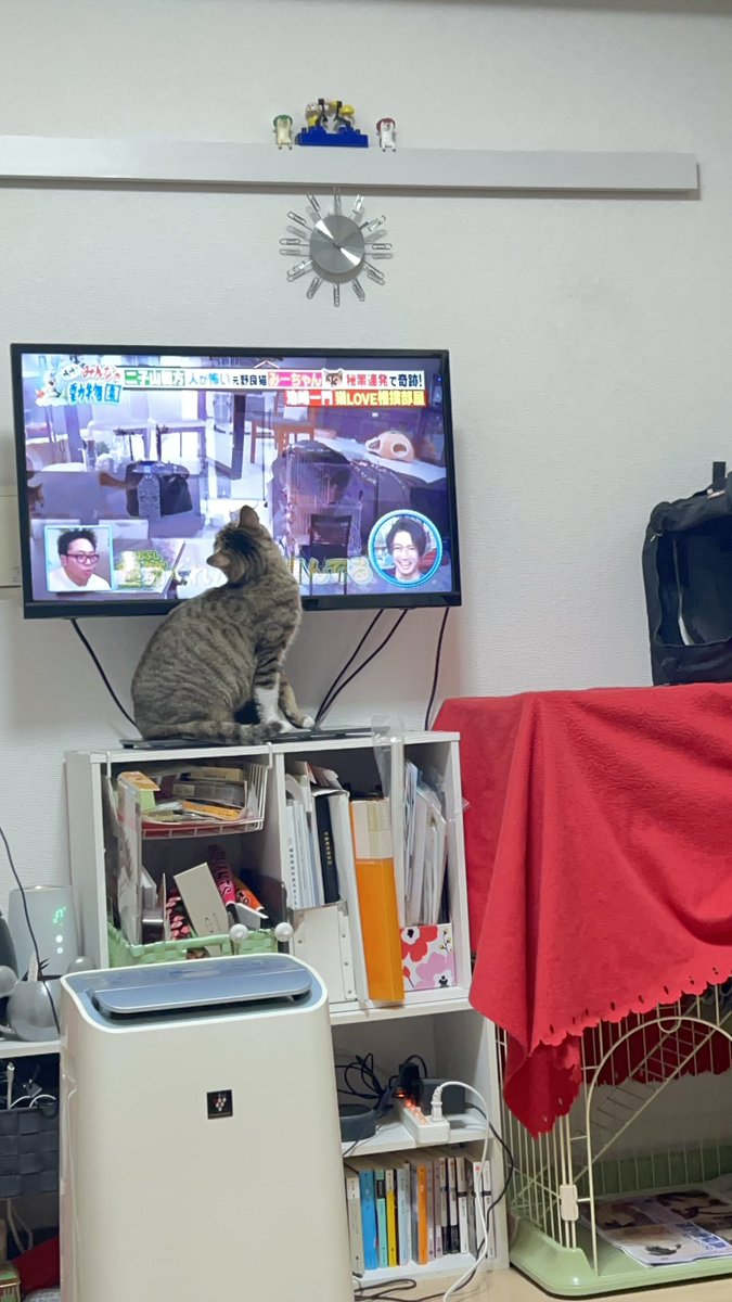 minamiccoru's tweet photo. 初めてテレビという存在を認識したねこ
#保護猫 
#猫のいる暮らし𓏲𓎨 https://t.co/h6NOIPa0oF