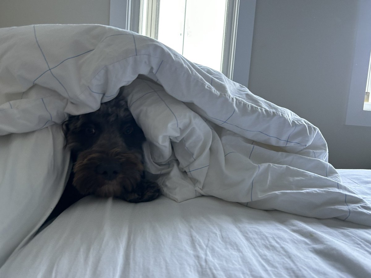 BRUNO Coin tweet media