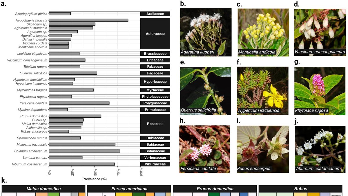 E_J_Fuchs's tweet photo. Our paper on pollen metabarcoding is out:
https://t.co/akuYCEjr0d https://t.co/1qBURjp7TA