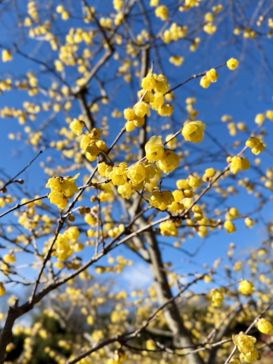 蝋梅の咲き始めた公園を散歩。
甘い香りが漂っていました。