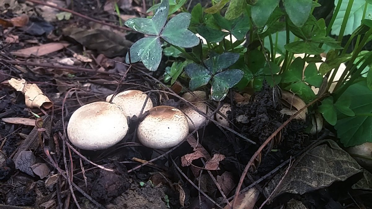 5m4u9's tweet photo. 3 días de lluvia en #Cochabamba y volvieron a salir los #Agaricus augustus, normalmente salían en noviembre... https://t.co/Iohd5b5Yx9