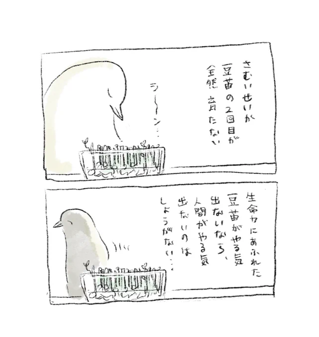 豆苗の2回目 