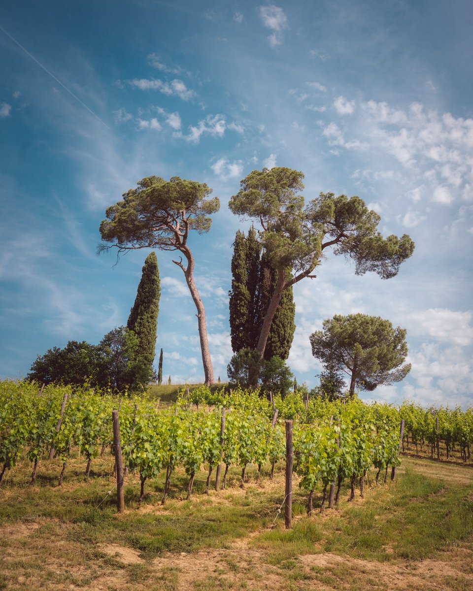 piccini1882's tweet image. Il punto più alto della nostra #tenuta.
Poggio Teo.
Suolo sabbioso e sciolto, regalano estrema eleganza alla nostra riserva di #Chianti Classico.
. 
The highest point of our #estate. 
Poggio Teo. 
Sandy and loose soil, give extreme elegance to our reserve of #Chianti Classico.