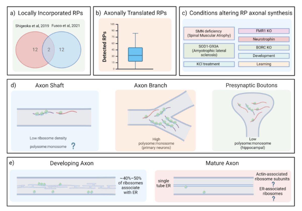 Joaquin Garat (@joagarat1) on Twitter photo 🚀 Our review is out! 🚀
📄 The Trail of Axonal Protein Synthesis: Origins and Current Functional Landscapes
🔗 authors.elsevier.com/c/1kQBN15hTtyz…
Part of the Neuroscience <a href="/SocNeuroUy/">Sociedad de Neurociencias del Uruguay</a> 30th-anniversary Special Issue! 🧠✨
<a href="/GenomicaIIBCE/">Departamento de Genómica</a> 🚀 Our review is out! 🚀
📄 The Trail of Axonal Protein Synthesis: Origins and Current Functional Landscapes
🔗 authors.elsevier.com/c/1kQBN15hTtyz…
Part of the Neuroscience <a href="/SocNeuroUy/">Sociedad de Neurociencias del Uruguay</a> 30th-anniversary Special Issue! 🧠✨
<a href="/GenomicaIIBCE/">Departamento de Genómica</a>