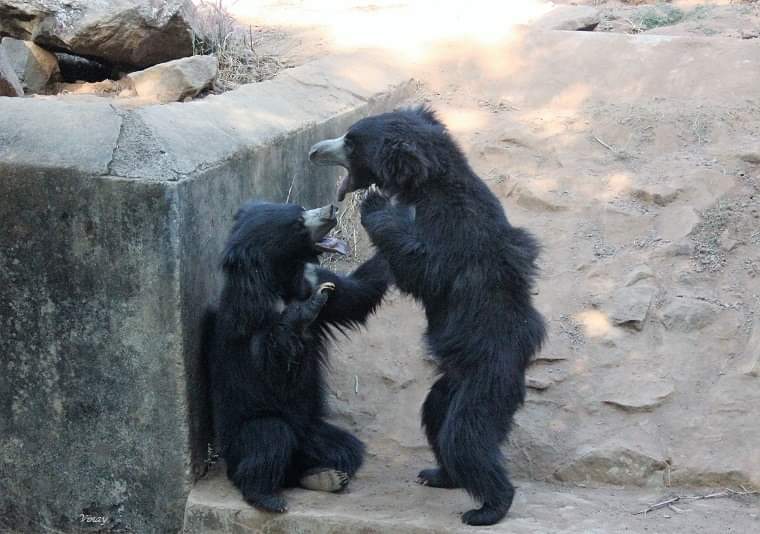 vinatewa_vinay's tweet photo. Alphabet Challenge.
#WeekBforB
B for Bear
B for Bonding
#theme_pic_India https://t.co/i6KIuo4D8f