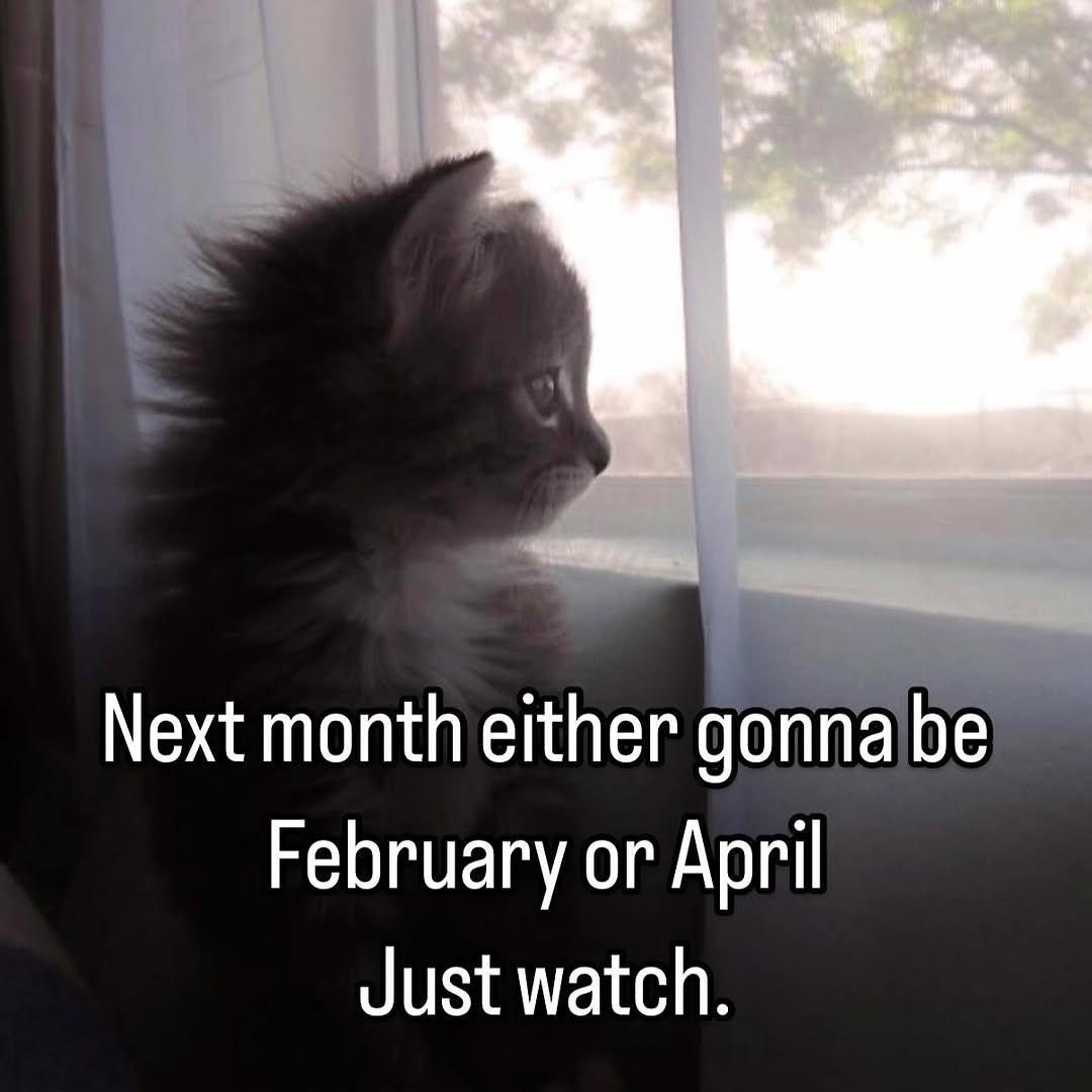 literallymecats's tweet photo. https://t.co/vtXaAH8KmP