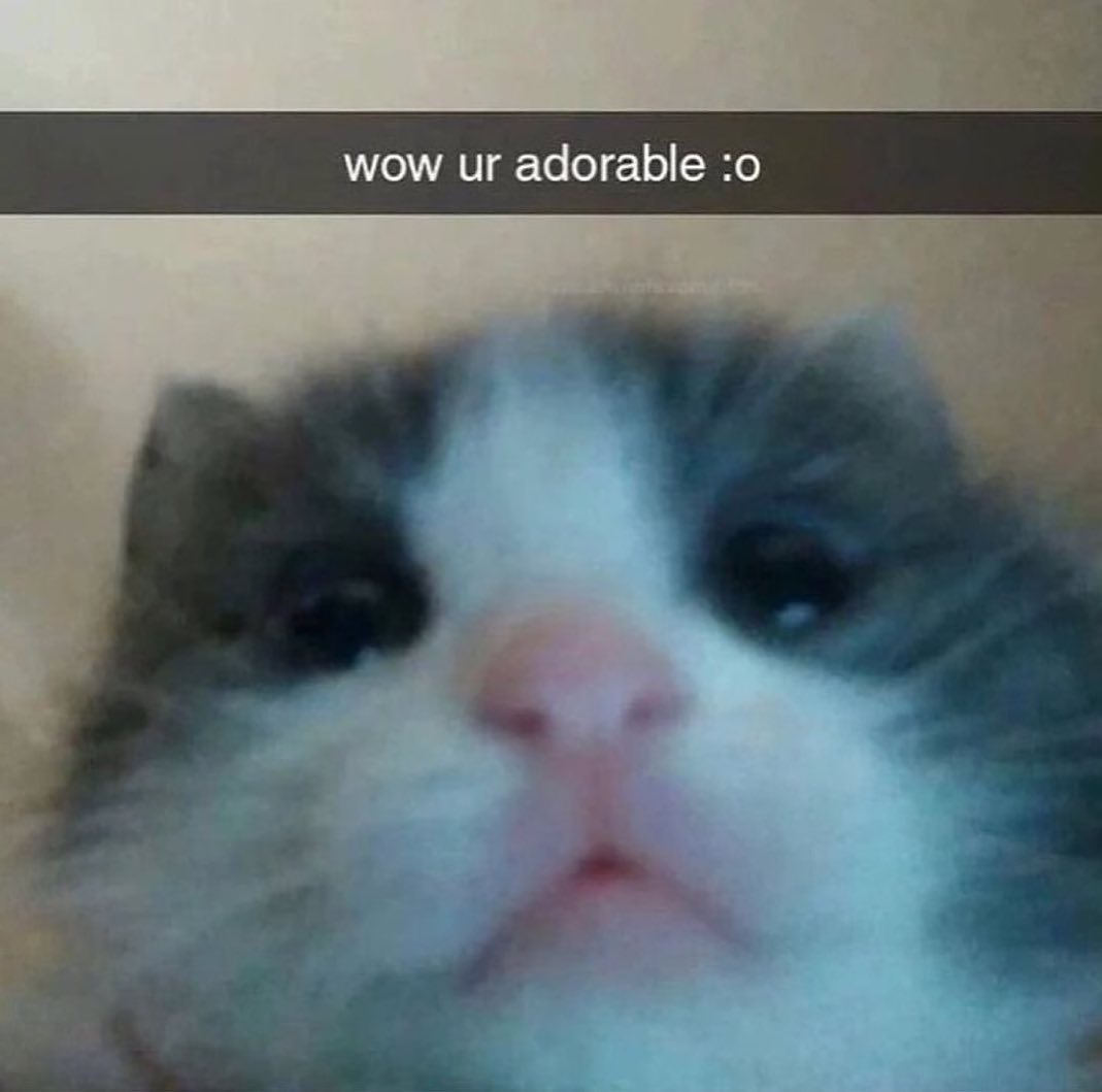 Punch Cat tweet media