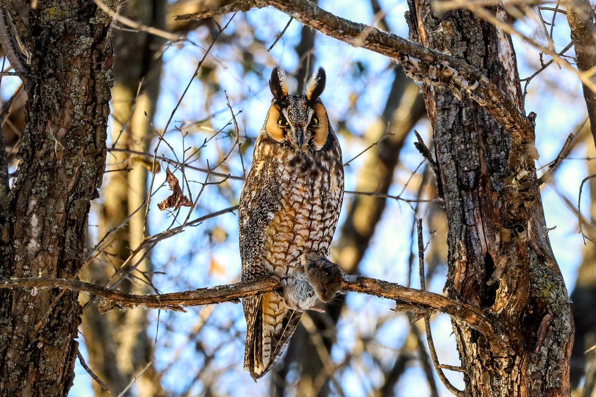 USFWS's tweet photo. 🐭: What long ears you have!
🦉: The better to hear you with, my dear.

Long-eared owls can be found across much of the country in the winter. Watch for them in hunting for small mammals in open grasslands near wooded areas.

📷 courtesy of Nolan Kerr https://t.co/w4c8t5S54A