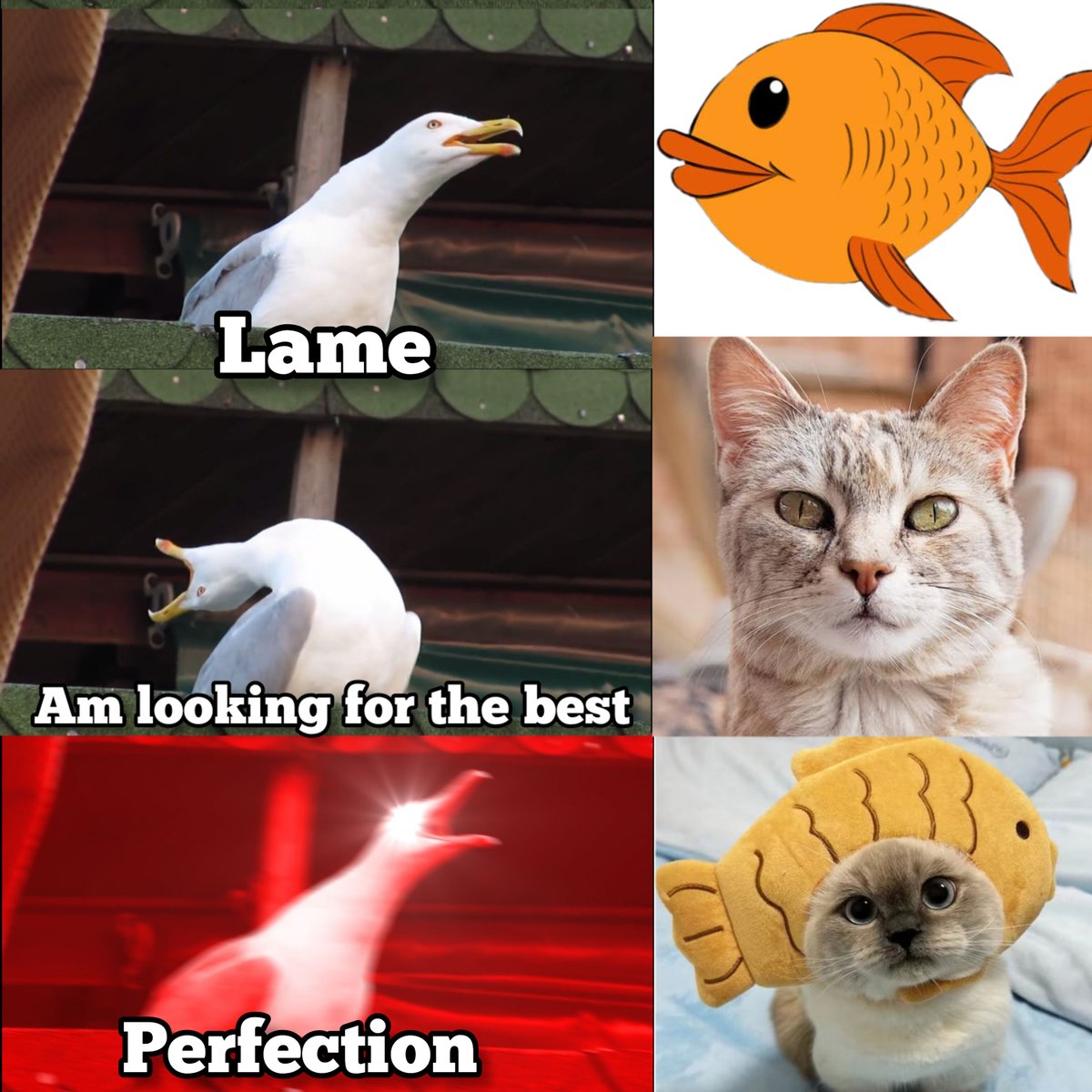 Kairakizitor's tweet photo. @FishCatSui It has too be fishcat
$FAT $Sui #FishCatMeme https://t.co/XH7kBGPOEr