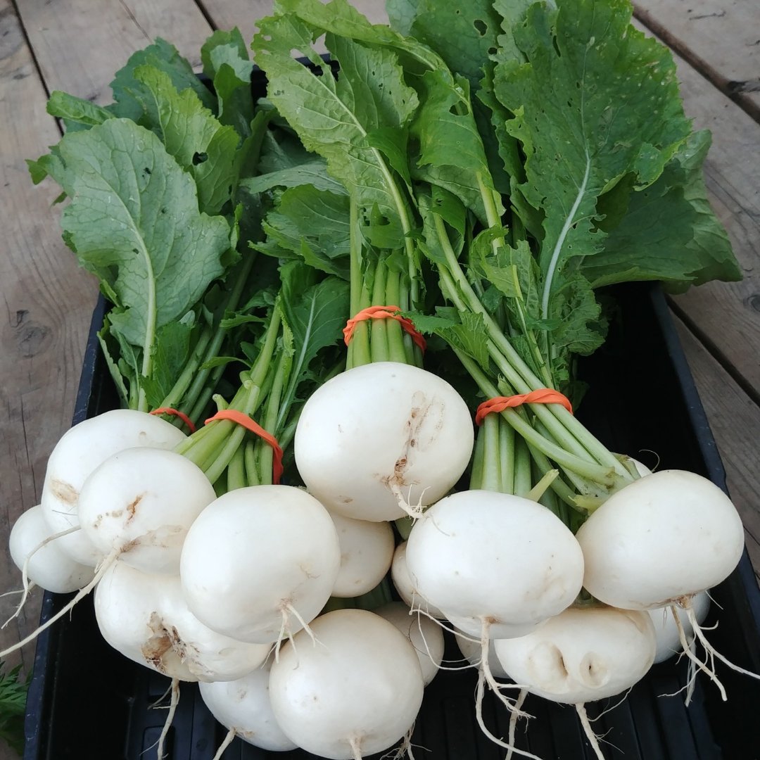 Reminiscing market stand days at the Sunshine Garden ☀️🌱

Canada's first ever market garden on hospital grounds, the Sunshine Garden is run in collaboration between FoodShare &amp; <a href="/CAMHnews/">CAMH</a>, a partnership for over 20 years. The garden offers a plot of tranquility for CAMH clients.