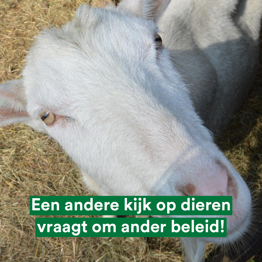 🐓 Onze kijk op dieren is veranderd. Nu het beleid!

🗓️ Op vrijdag 17/1 organiseert onze fractie met SP &amp; GL een bijeenkomst. Met oa <a href="/ciwfnl/">CIWF Nederland</a> <a href="/Dierbescherming/">Dierenbescherming</a> <a href="/wildopvangNL/">Wildopvang.nl</a> <a href="/Fugelhelling/">Fugelhelling</a> &amp; Kat in Nood praten we over de vraag

👉 hoe krijgen we '#dierenwelzijn in beleid'❓ 🐰 ➡️ 📄