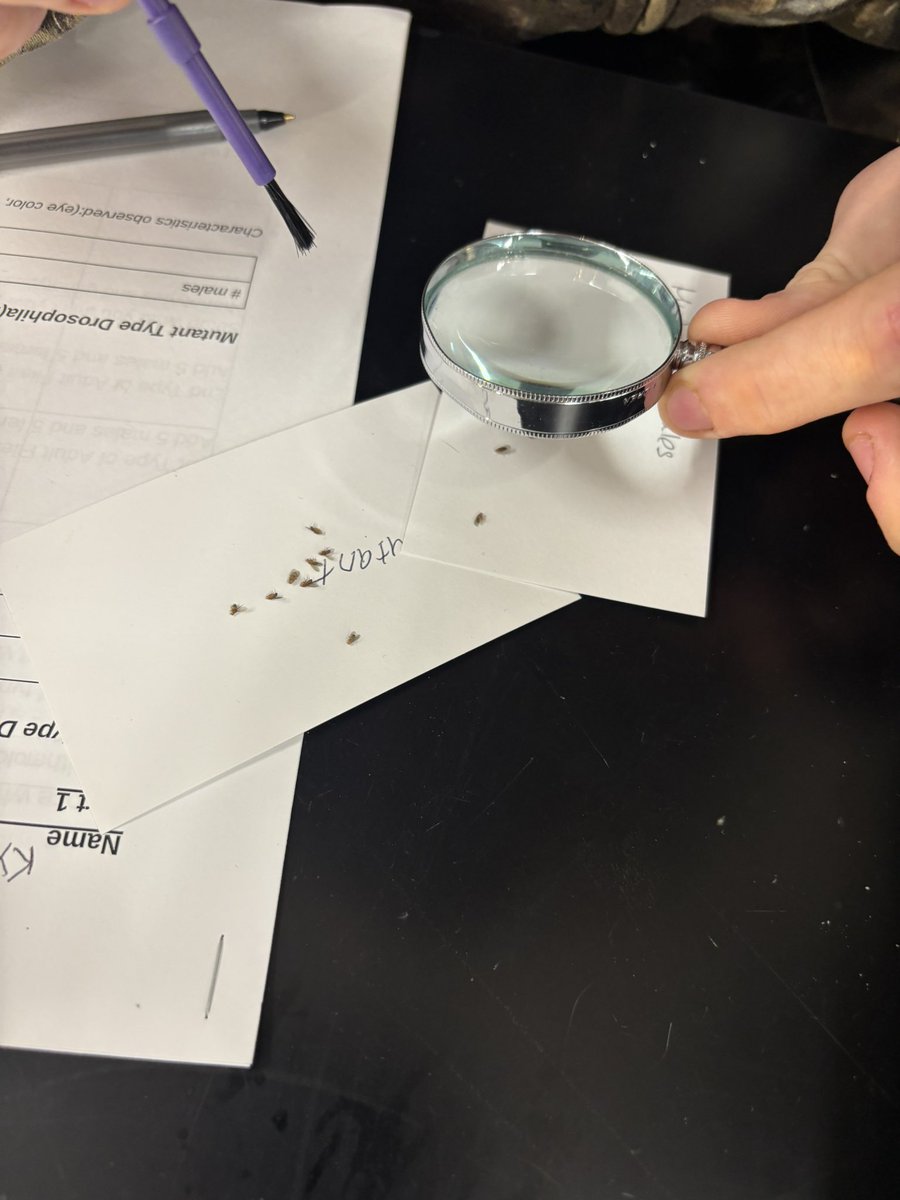 NorthScience's tweet image. Mr.Silvestri&apos;s students are currently working on genetic testing with fruit flies in Biology over the next few weeks. #mtpspride #mtpssci