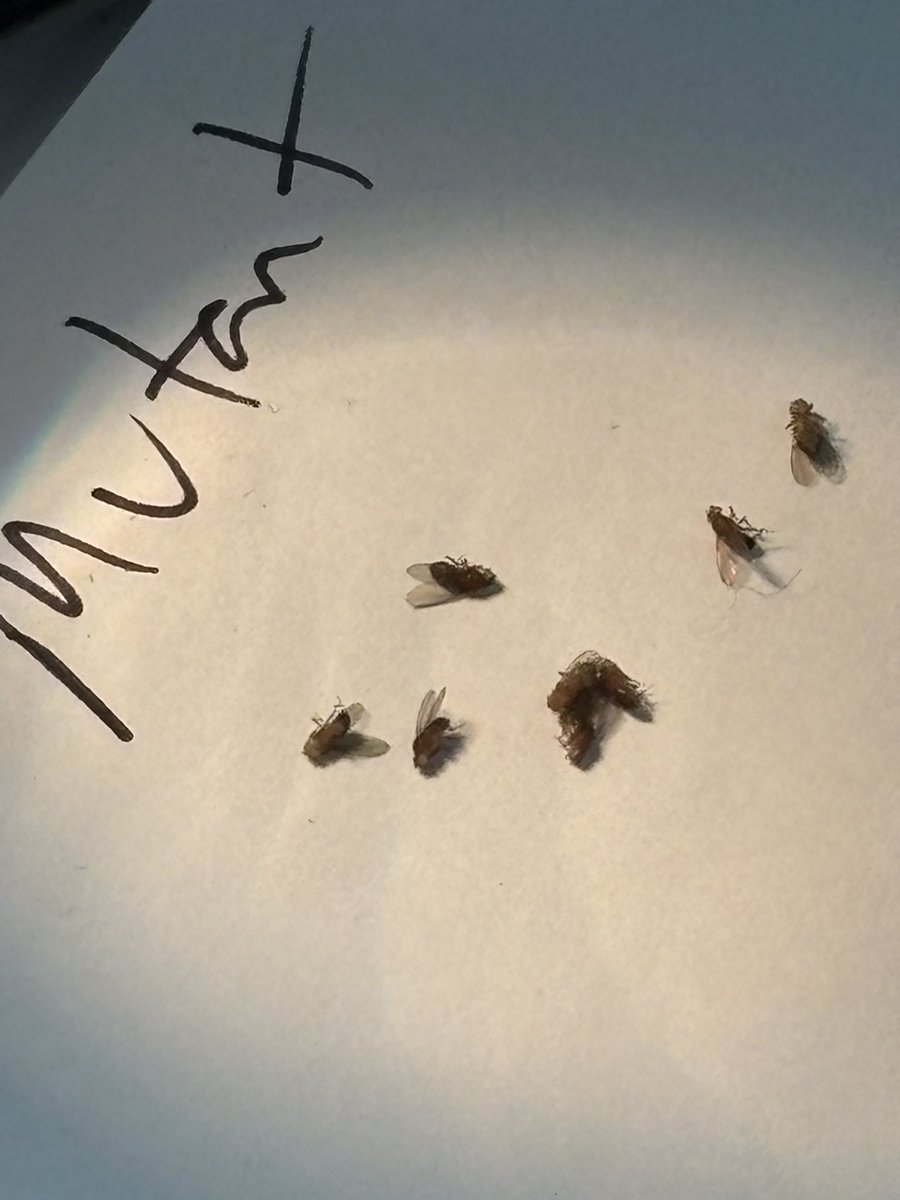 NorthScience's tweet image. Mr.Silvestri&apos;s students are currently working on genetic testing with fruit flies in Biology over the next few weeks. #mtpspride #mtpssci