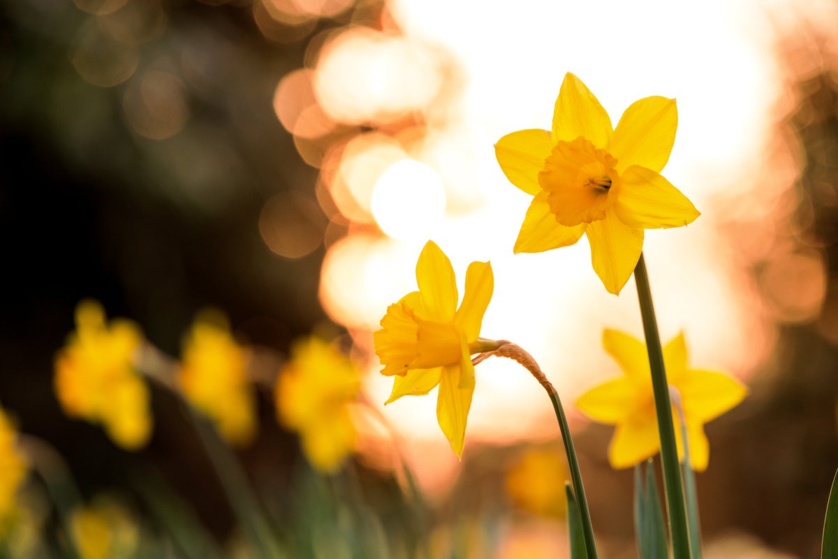 The first daffodils have been spotted. We can't wait for the garden to turn into a sea of yellow in March. 💛