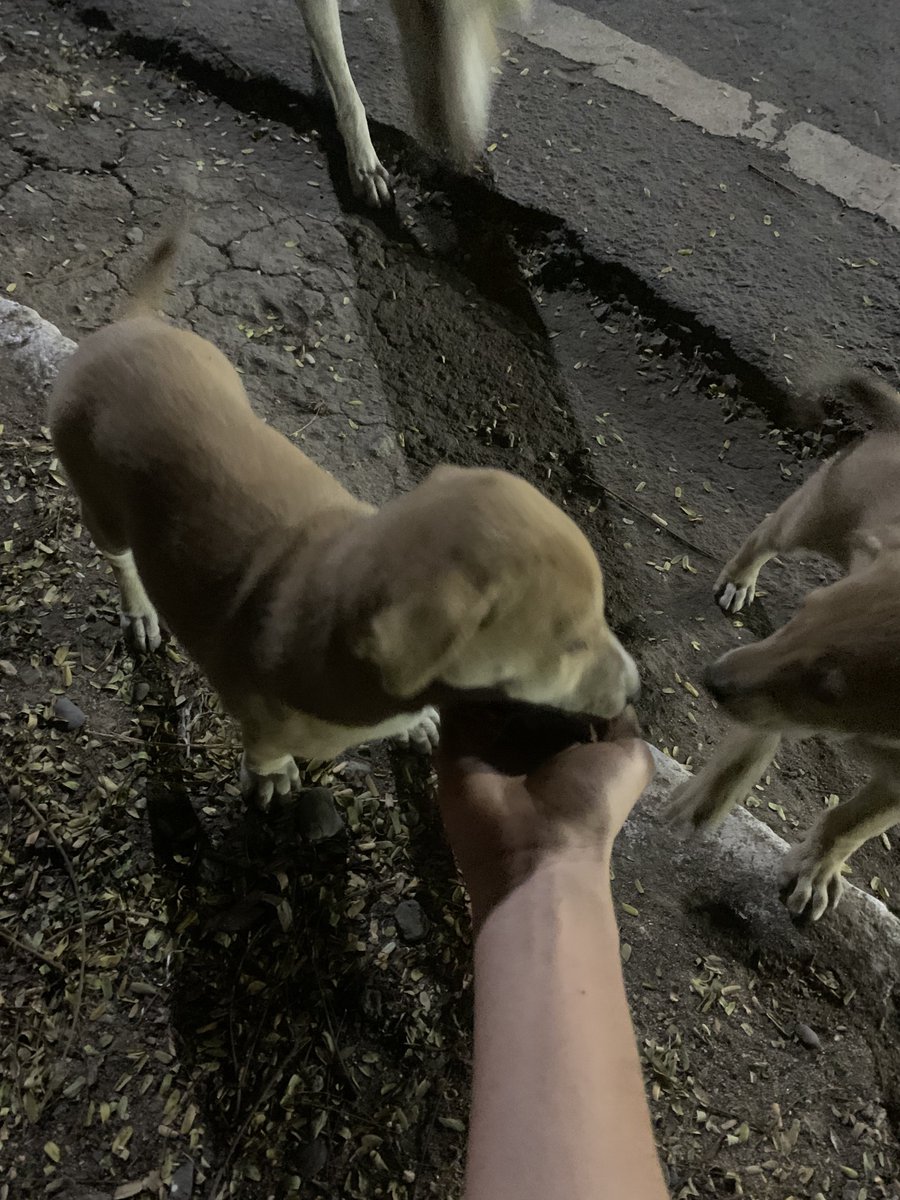 trashpannn's tweet photo. 🥹🐶🤌 https://t.co/7jgb7rnKrn