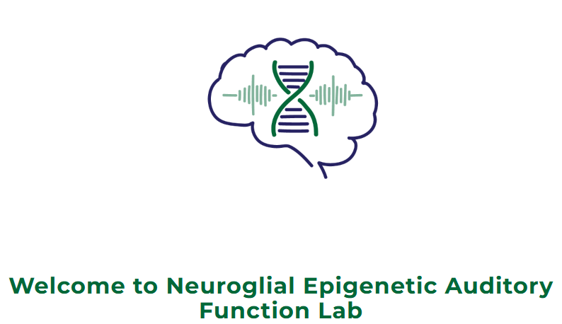AGungorAydin's tweet photo. My lab website is finally online, yay!!! 
We are the Neuroglial Epigenetics Auditory Function Lab. Check out what we are working on!

https://t.co/tXYc3Yq5H1

#newPI #astrocytes #auditorycircuits #auditoryprocessing #academia https://t.co/x6YKQ4R5qF