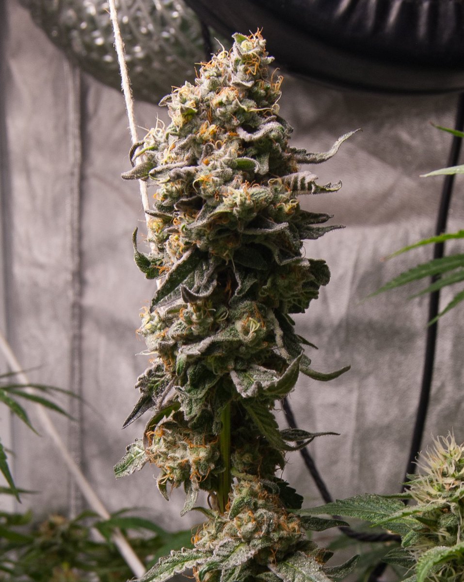 Dante's Geisha
Day 44 of Flower