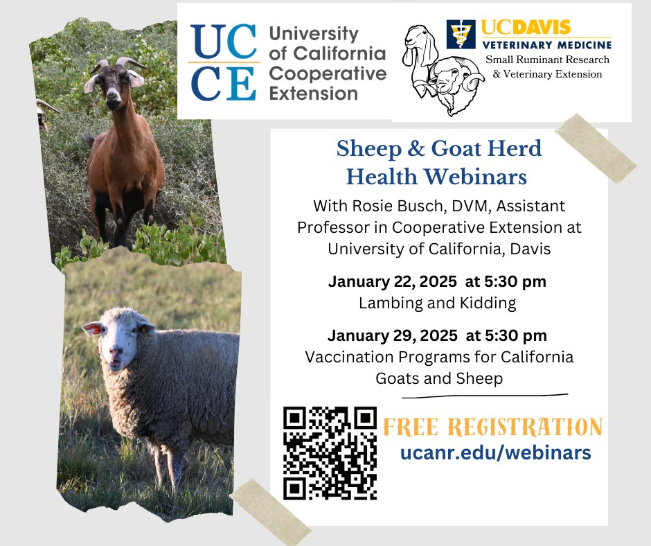 Tracy Schohr (@beefnsushi) on Twitter photo We are expanding our FREE webinars with the UC Davis Vet School!
January 22, 2025 at 5:30 pm - Lambing and Kidding
January 29, 2025 at 5:30 pm - Vaccination Programs for California Goats and Sheep
FREE registration at docs.google.com/.../18pq9BG8wSโฆ
<a href="/ucdavisvetmed/">UC Davis Veterinary Medicine</a> We are expanding our FREE webinars with the UC Davis Vet School!
January 22, 2025 at 5:30 pm - Lambing and Kidding
January 29, 2025 at 5:30 pm - Vaccination Programs for California Goats and Sheep
FREE registration at docs.google.com/.../18pq9BG8wSโฆ
<a href="/ucdavisvetmed/">UC Davis Veterinary Medicine</a>