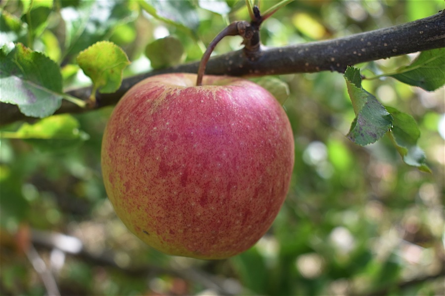 Little Green Space 🦋 tweet media