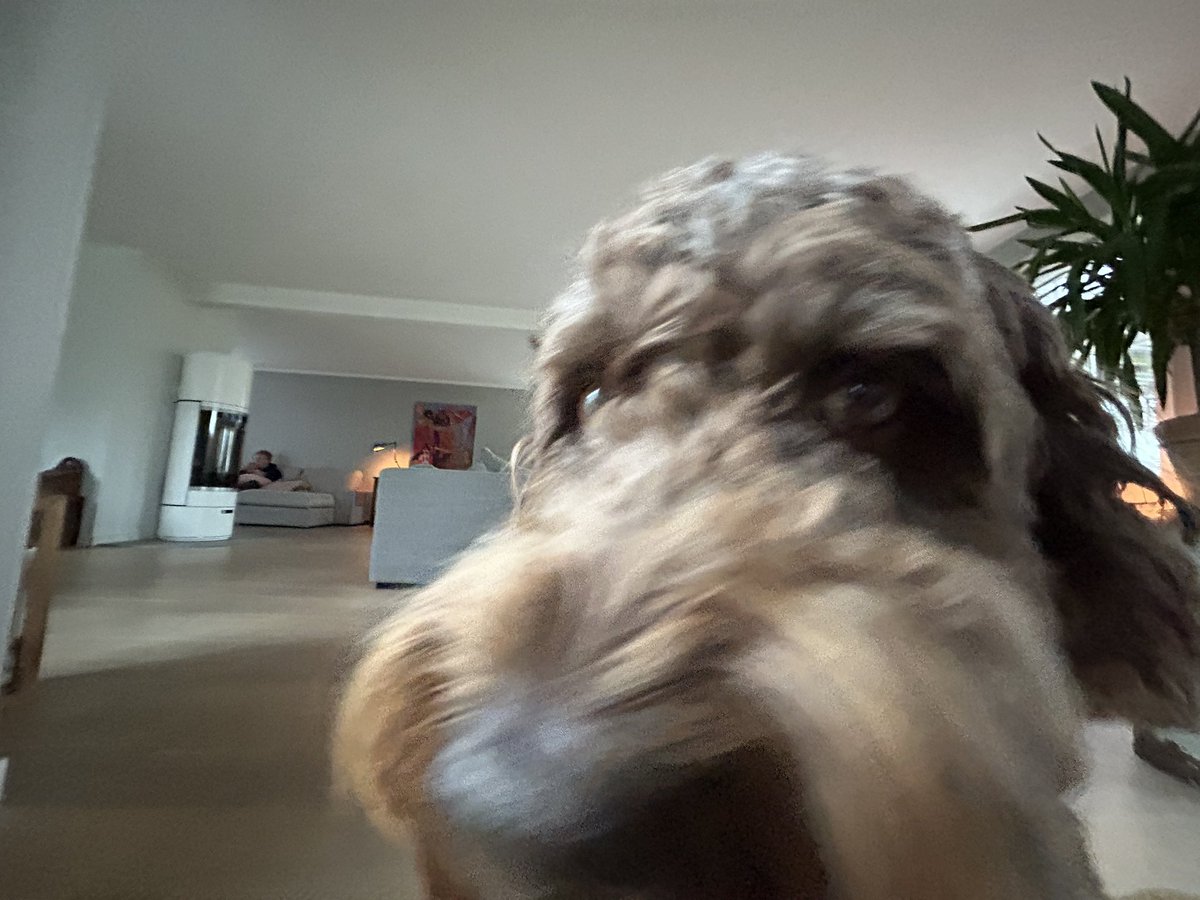 BRUNO Coin tweet media