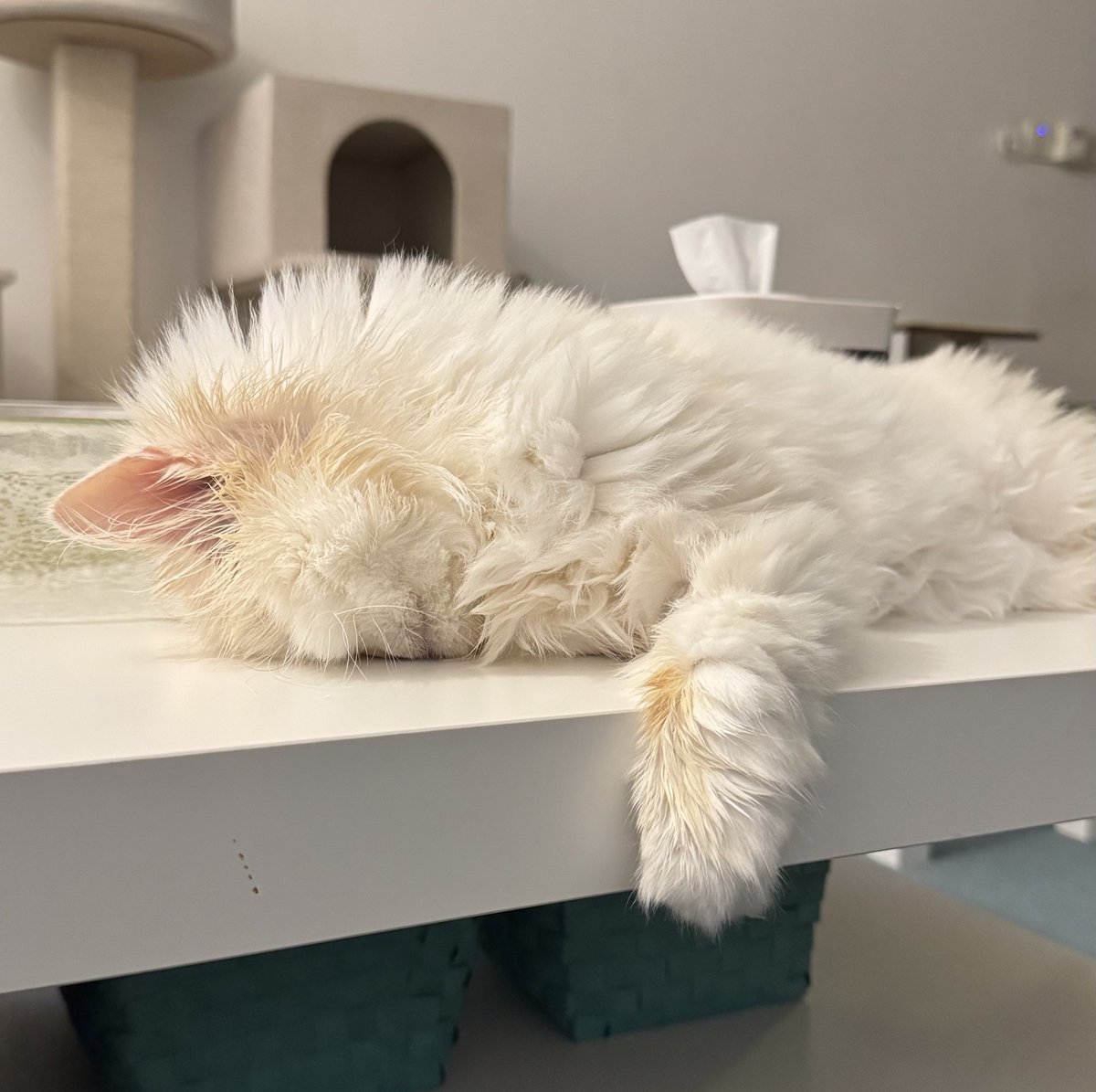 Well henlo! How’s your January going?
This is mine…
😹

#CatsOfX #cats #faceplant #january