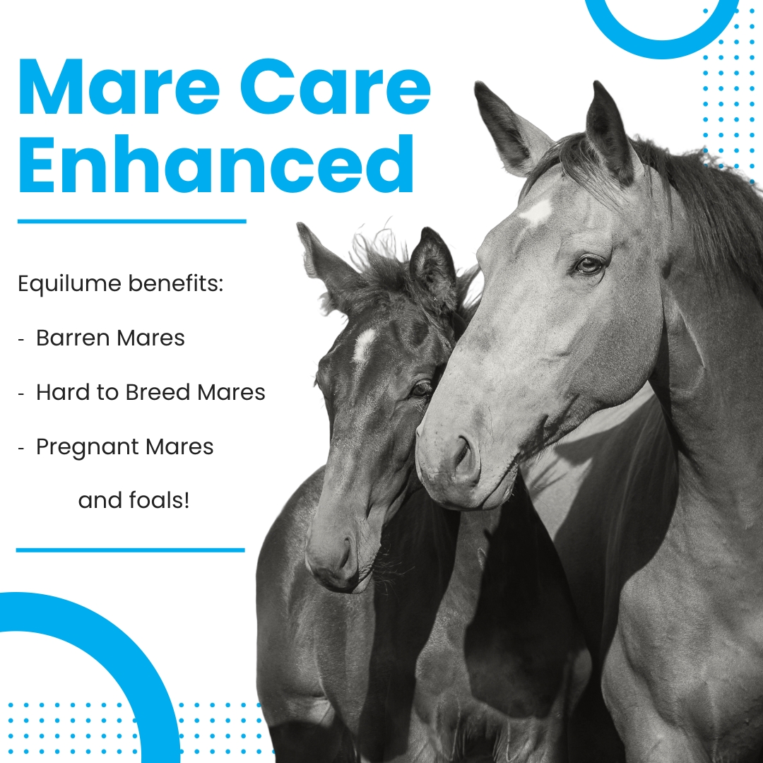 Enhance your mare care with Equilume Light Masks! 💡

✔️ Boost fertility
✔️ Speed up post-foaling recovery
✔️ Optimize gestation &amp; foal maturity

Order now at equilume.com!

#BetterWithBlue #FertilityPerformanceWellbeing #Breeding #MareCare #Horse #Foal