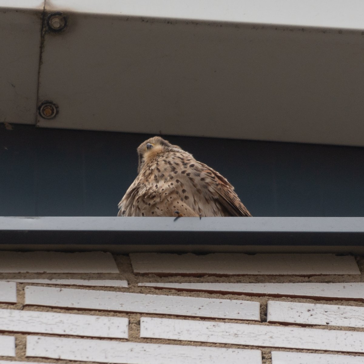 Nunca había caminado tanto por la ciudad con el pescuezo apuntando hacia arriba. ¡La de cosas que me habré perdido durante años buscando billetes de cincuenta que nunca aparecían! Nadie te pregunta por qué estás mirando el suelo, pero si te paras a mirar hacia arriba… ¡el raro!
