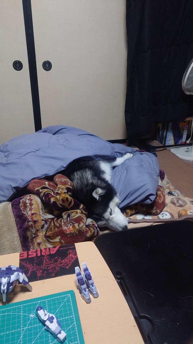 Fate_0624_'s tweet photo. 本日のフェイト。後ろにお座りしたのでおケツをもふもふ。そしてプラモ作ってると俺の布団でくつろいでる。 https://t.co/S6ZsxM5CCs