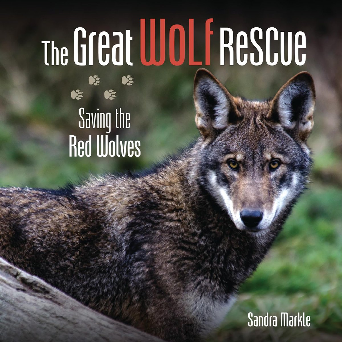 Sandra Markle (@sandra_markle) on Twitter photo THRILLED to receive a STAR School Library Journal review ★Markle, Sandra. The Great Wolf Rescue: Saving the Red Wolves. 40p. (Sandra Markle’s Science Discoveries). Lerner/Millbrook. Mar. 2024. <a href="/LernerBooks/">Lerner Books</a> <a href="/ScholasticEdu/">Scholastic Teachers</a> <a href="/ncte/">National Council of Teachers of English (NCTE)</a> <a href="/ALALibrary/">American Library Association</a> THRILLED to receive a STAR School Library Journal review ★Markle, Sandra. The Great Wolf Rescue: Saving the Red Wolves. 40p. (Sandra Markle’s Science Discoveries). Lerner/Millbrook. Mar. 2024. <a href="/LernerBooks/">Lerner Books</a> <a href="/ScholasticEdu/">Scholastic Teachers</a> <a href="/ncte/">National Council of Teachers of English (NCTE)</a> <a href="/ALALibrary/">American Library Association</a>