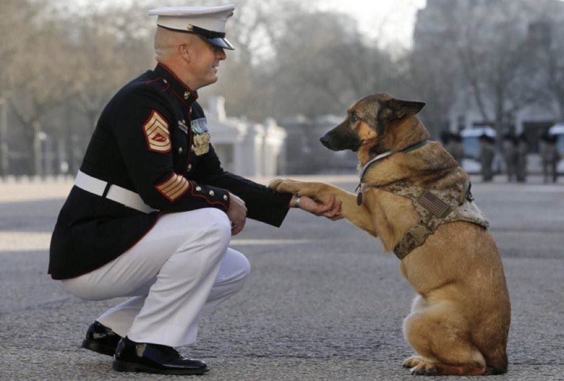 U.S. Marine dog Lucca, after receiving the PDSA Dickin Medal. The 12yo German Shepherd lost her leg in Afghanistan from a 30-pound IED. Lucca completed more than 400 missions in Iraq and Afghanistan during six years of active service protecting the lives of thousands of troops.